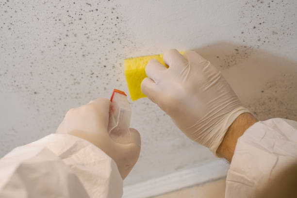 Environmental Consulting for Mold Prevention in Fredericksburg, VA